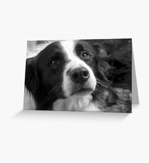 Border Collie Greeting Card