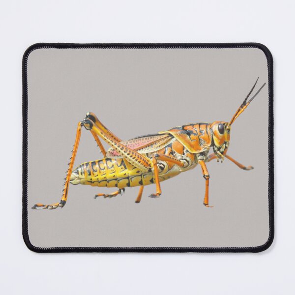 Item preview, Great Grasshopper designed and sold by RainbowSpinkle.