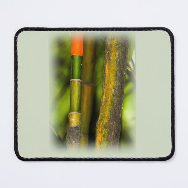 Item preview, Bamboo in Singapore designed and sold by indiafrankk.