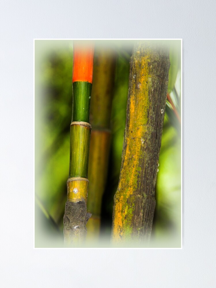 "Bamboo in Singapore" Poster for Sale by indiafrankk Redbubble
