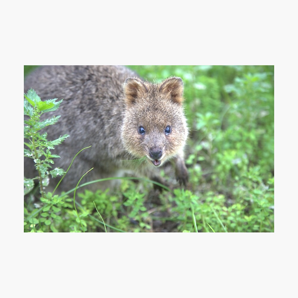 Quokka, Happiest Animal in the World Quokka, Happiest Animal in the World