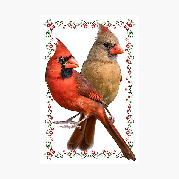 Item preview, Mr. and Mrs. Northern Cardinal designed and sold by Bonnie T.  Barry.