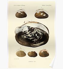 Études sur les mollusques terrestres et fluviatales du Mexique et du Guatemala par Mm P Fischer et H Crosse 1902 057 Poster