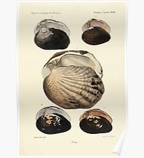 Études sur les mollusques terrestres et fluviatales du Mexique et du Guatemala par Mm P Fischer et H Crosse 1902 058 Poster