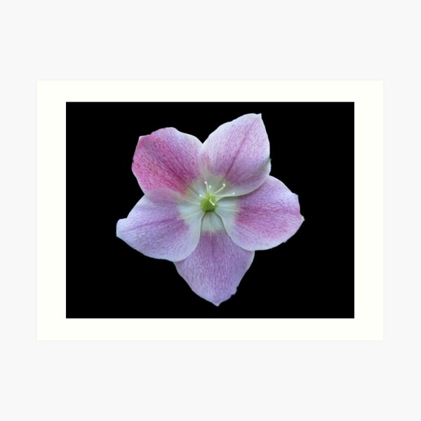 Untitled Flower Art Print