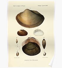 Études sur les mollusques terrestres et fluviatales du Mexique et du Guatemala par Mm P Fischer et H Crosse 1902 060 Poster