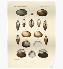 Études sur les mollusques terrestres et fluviatales du Mexique et du Guatemala par Mm P Fischer et H Crosse 1902 062 Poster