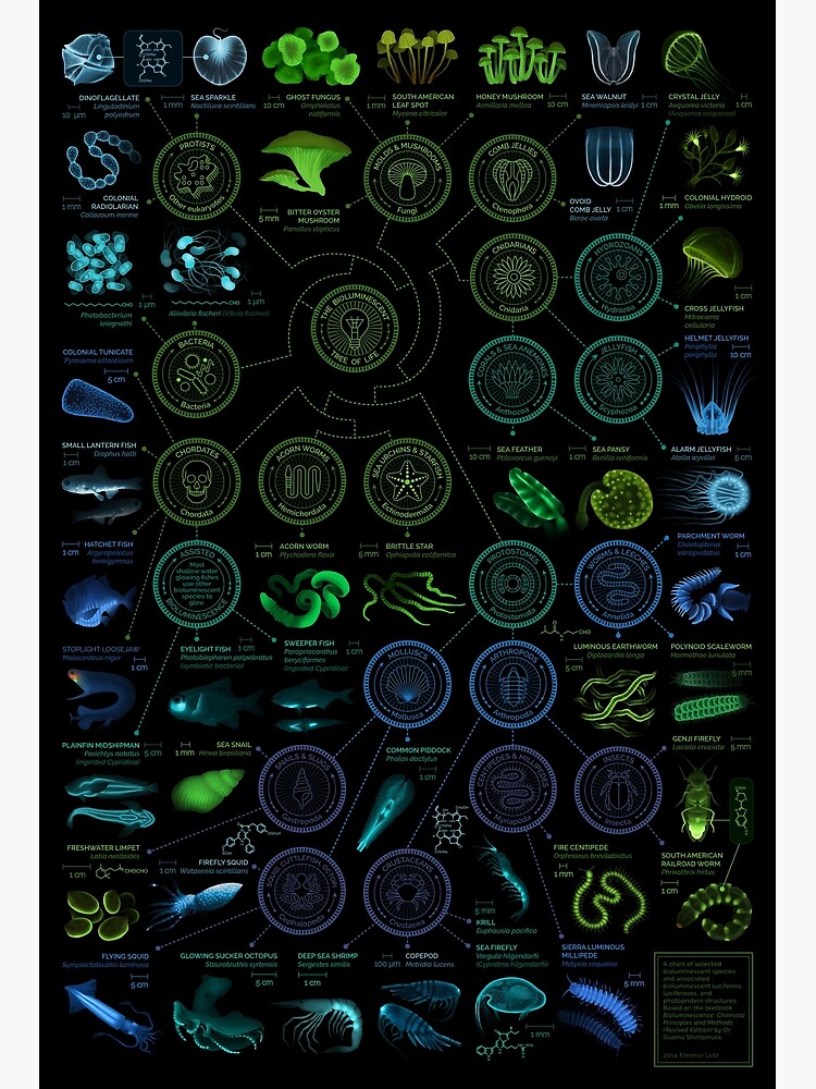Thumbnail 3 of 3, Photographic Print, Glowing Creatures designed and sold by EleanorLutz.