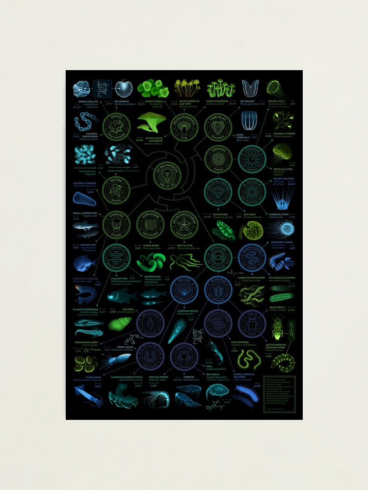 Thumbnail 2 of 3, Photographic Print, Glowing Creatures designed and sold by EleanorLutz.
