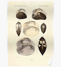 Études sur les mollusques terrestres et fluviatales du Mexique et du Guatemala par Mm P Fischer et H Crosse 1902 064 Poster