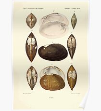 Études sur les mollusques terrestres et fluviatales du Mexique et du Guatemala par Mm P Fischer et H Crosse 1902 065 Poster