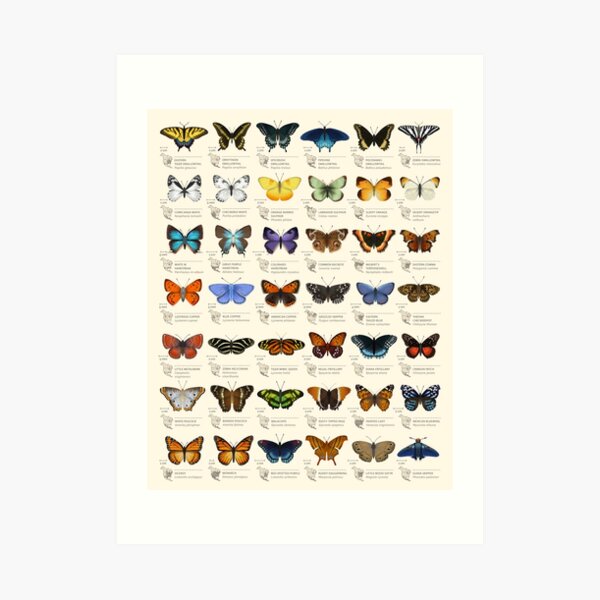 Butterflies of North America Art Print