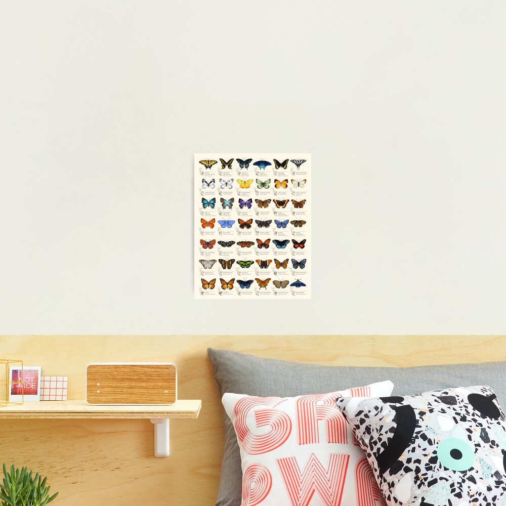 Butterflies of North America Photographic Print