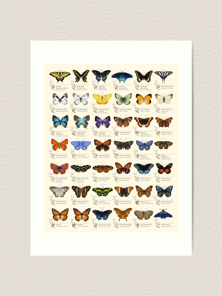 Alternate view of Butterflies of North America Art Print