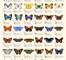 Butterflies of North America by Eleanor Lutz