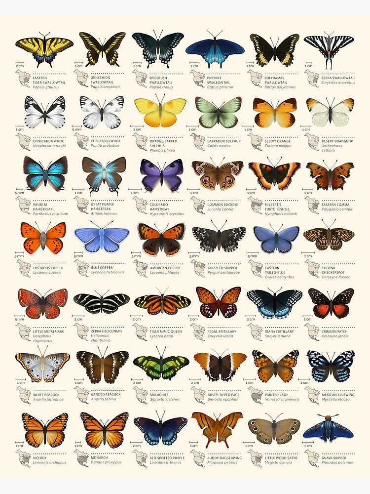 Butterflies of North America by EleanorLutz