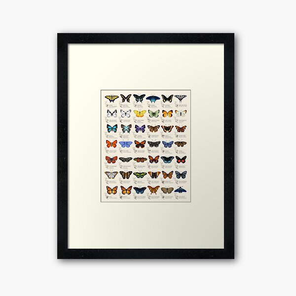 Butterflies of North America Framed Art Print