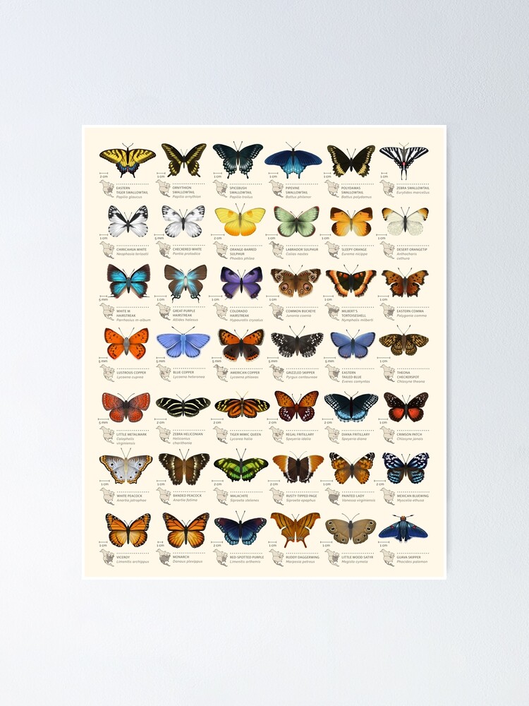 Alternate view of Butterflies of North America Poster
