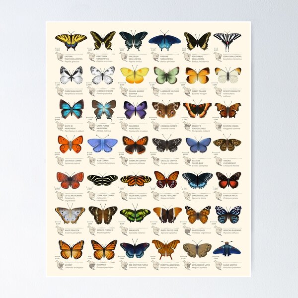Item preview, Butterflies of North America designed and sold by Eleanor Mohren.