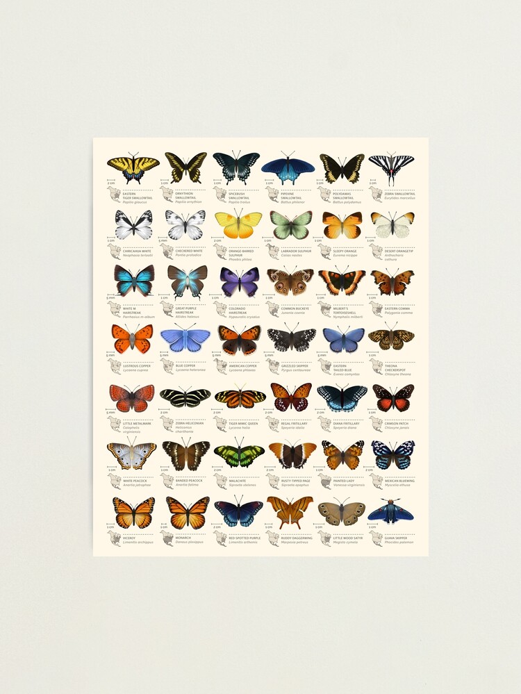 Alternate view of Butterflies of North America Photographic Print