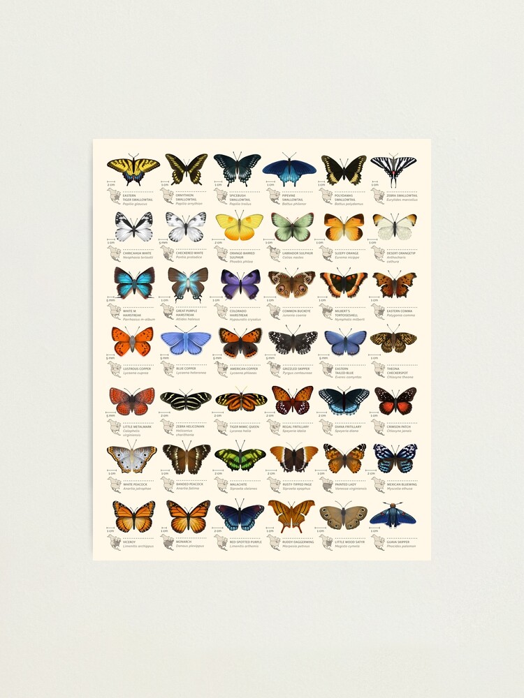 Alternate view of Butterflies of North America Photographic Print