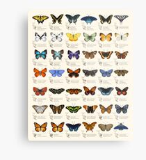 Butterflies of North America Metal Print
