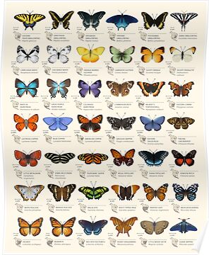 "Butterflies Of North America" Posters By Eleanor Lutz | Redbubble