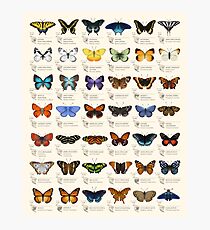 Lámina fotográfica Mariposas de América del Norte