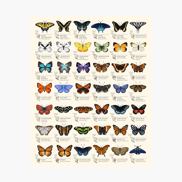 Butterflies of North America Photographic Print