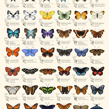 Artwork thumbnail, Butterflies of North America by EleanorLutz