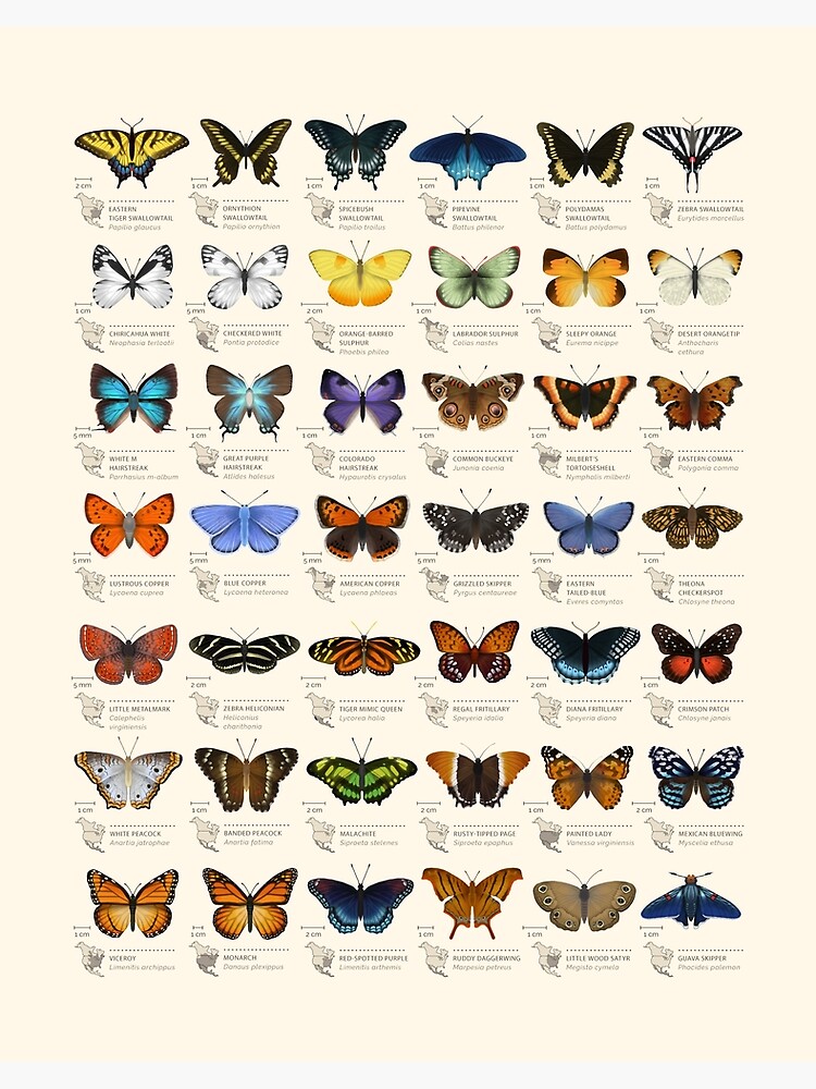Thumbnail 2 of 2, Art Board Print, Butterflies of North America designed and sold by EleanorLutz.