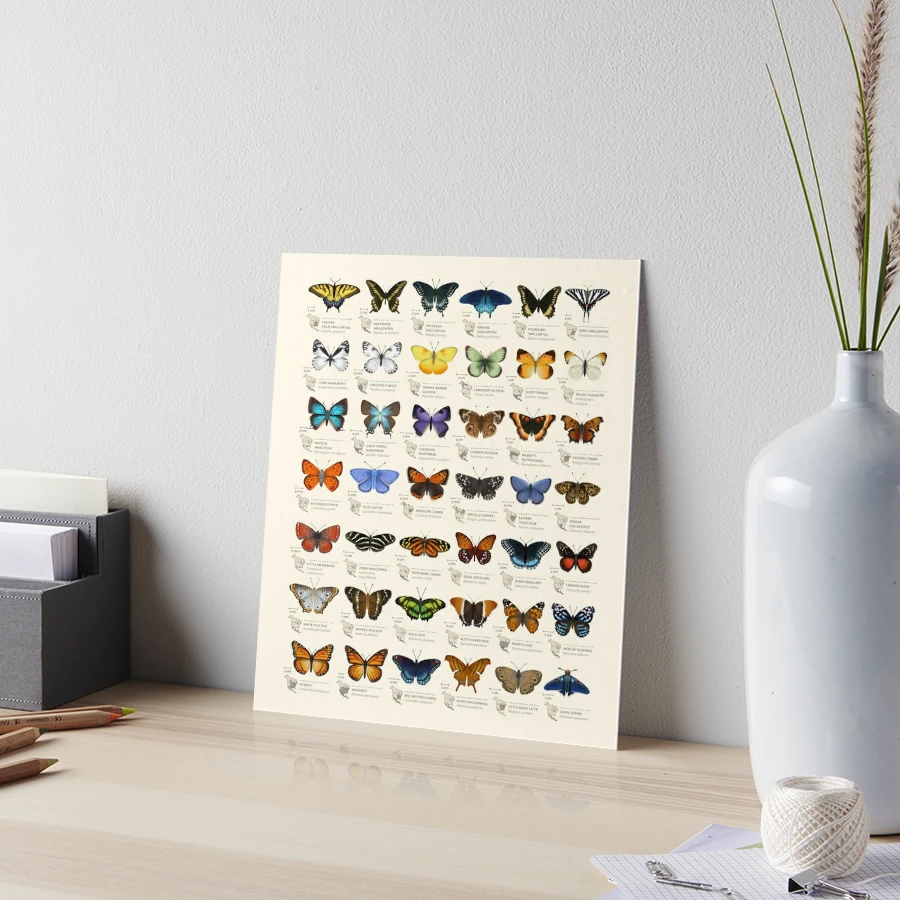 Butterflies of North America Art Board Print for Sale by Eleanor Lutz