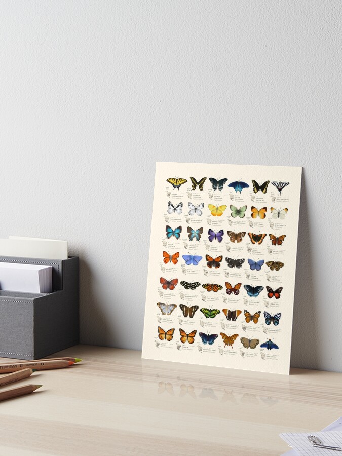 Thumbnail 1 of 2, Art Board Print, Butterflies of North America designed and sold by EleanorLutz.