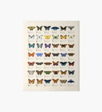 Butterflies of North America Art Board