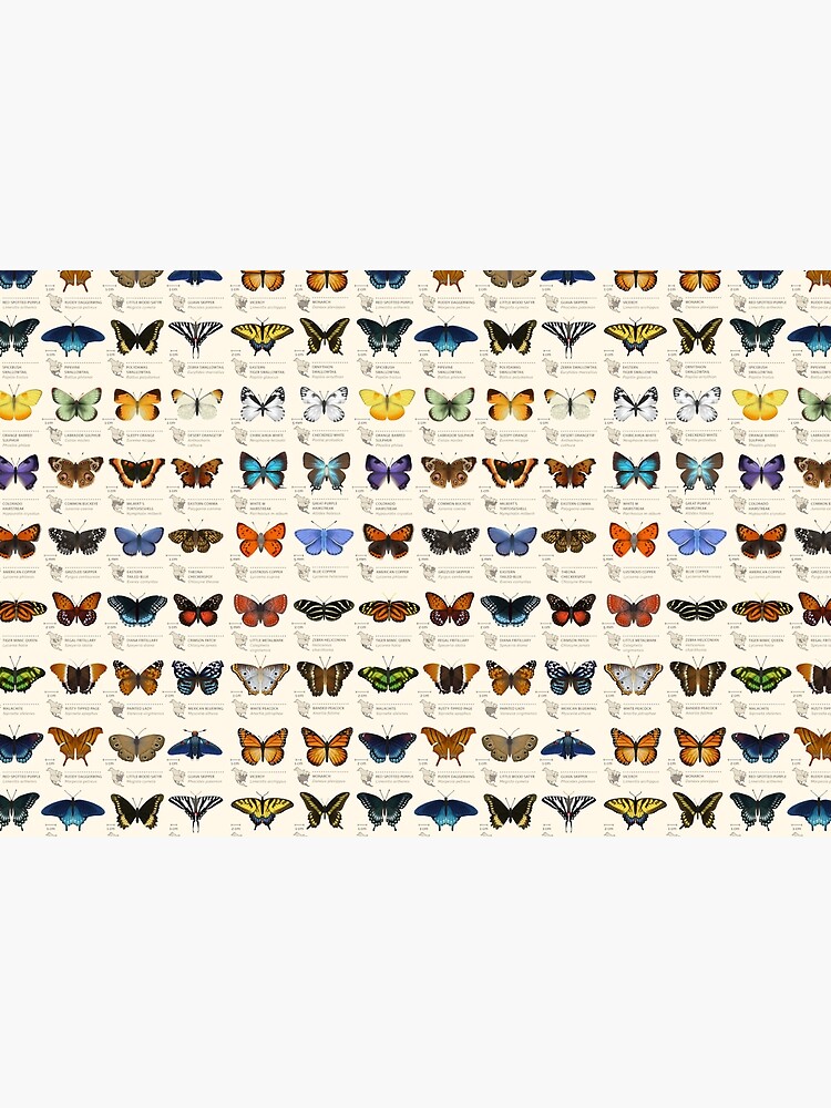 Butterflies of North America by EleanorLutz