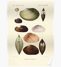 Études sur les mollusques terrestres et fluviatales du Mexique et du Guatemala par Mm P Fischer et H Crosse 1902 067 Poster