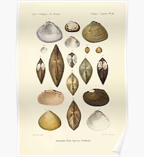 Études sur les mollusques terrestres et fluviatales du Mexique et du Guatemala par Mm P Fischer et H Crosse 1902 068 Poster