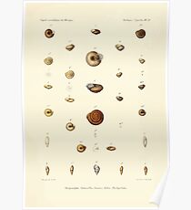 Études sur les mollusques terrestres et fluviatales du Mexique et du Guatemala par Mm P Fischer et H Crosse 1902 069 Poster