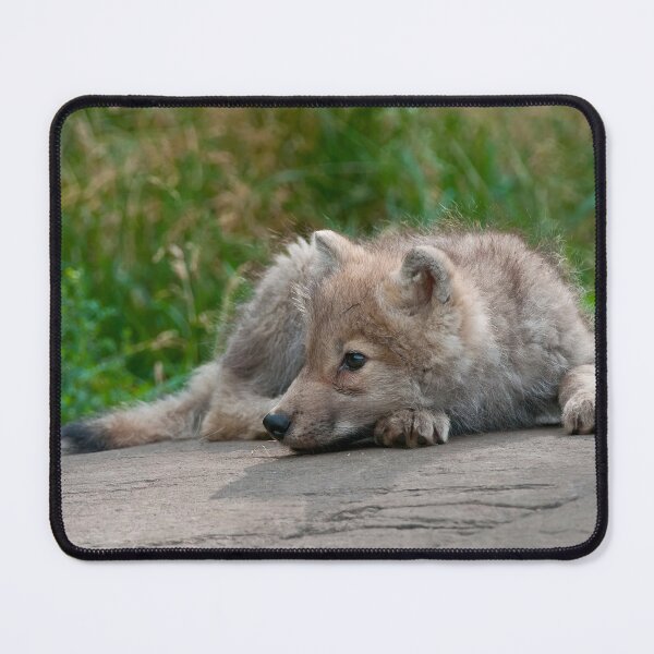 Item preview, Arctic Wolf Pup designed and sold by WolvesOnly.