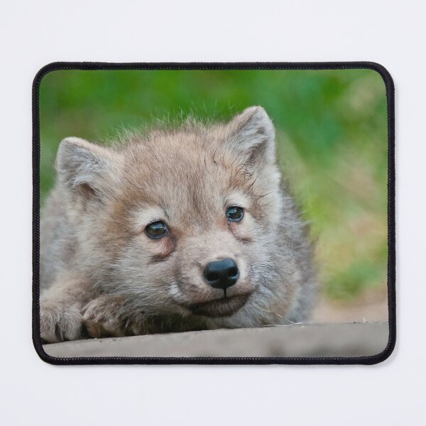 Item preview, Arctic Wolf Pup designed and sold by WolvesOnly.