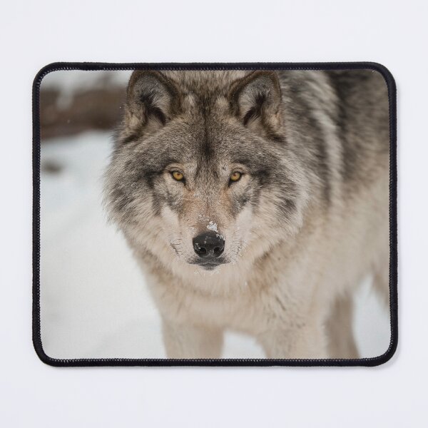 Item preview, Timber Wolf designed and sold by WolvesOnly.