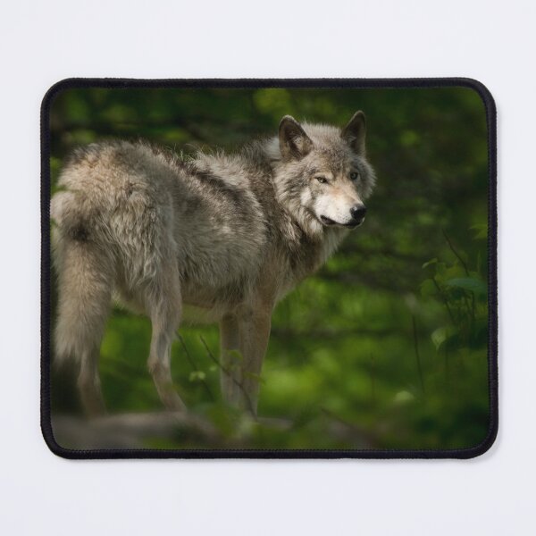 Item preview, Timber Wolf designed and sold by WolvesOnly.