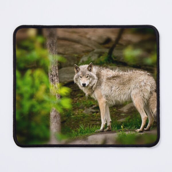 Item preview, Timber Wolf designed and sold by WolvesOnly.