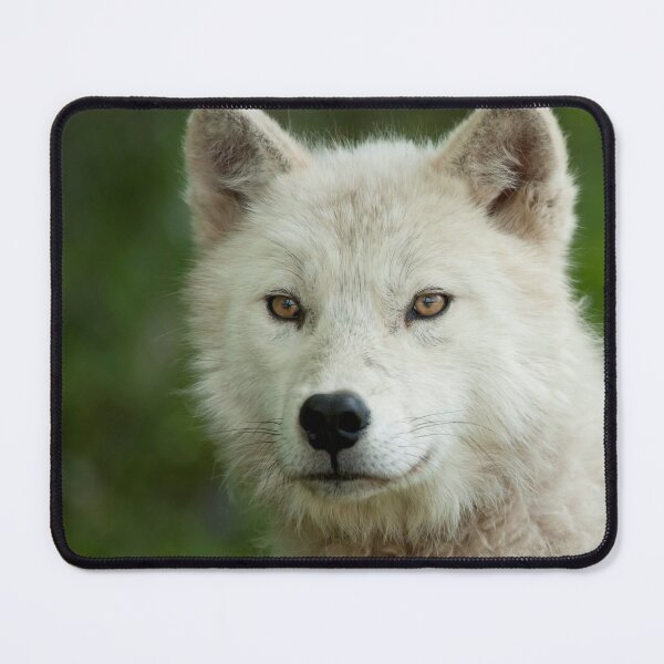 Artikelvorschau, Arctic Wolf entworfen und verkauft von WolvesOnly.
