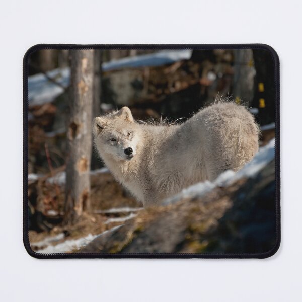 Item preview, Arctic Wolf Pup designed and sold by WolvesOnly.