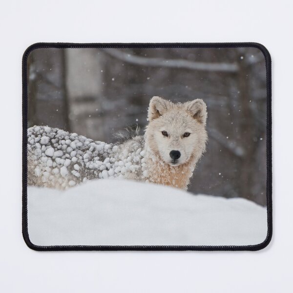 Artikelvorschau, Arctic Wolf entworfen und verkauft von WolvesOnly.