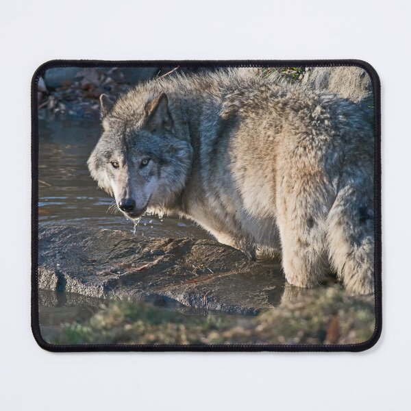 Artikelvorschau, Timber Wolf entworfen und verkauft von WolvesOnly.