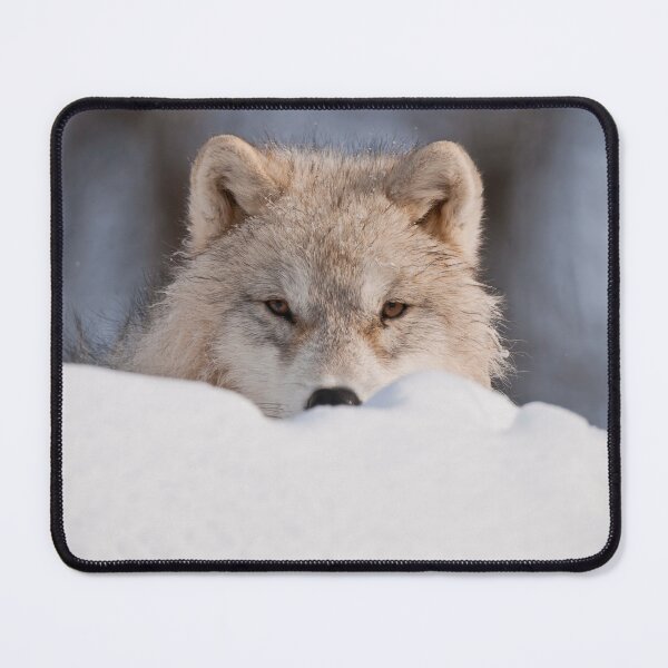 Item preview, Arctic Wolf Pup designed and sold by WolvesOnly.