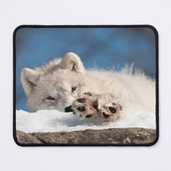 Item preview, Arctic Wolf Pup designed and sold by WolvesOnly.
