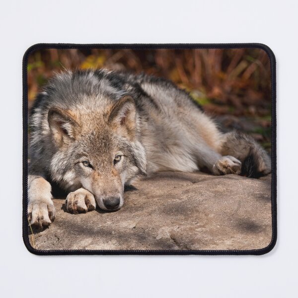 Item preview, Timber Wolf designed and sold by WolvesOnly.